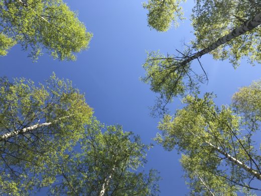 Kevätkoivuja sinistä taivasta vasten.