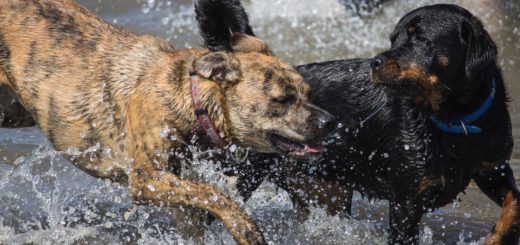 Kaksi koiraa leikkii vedessä.