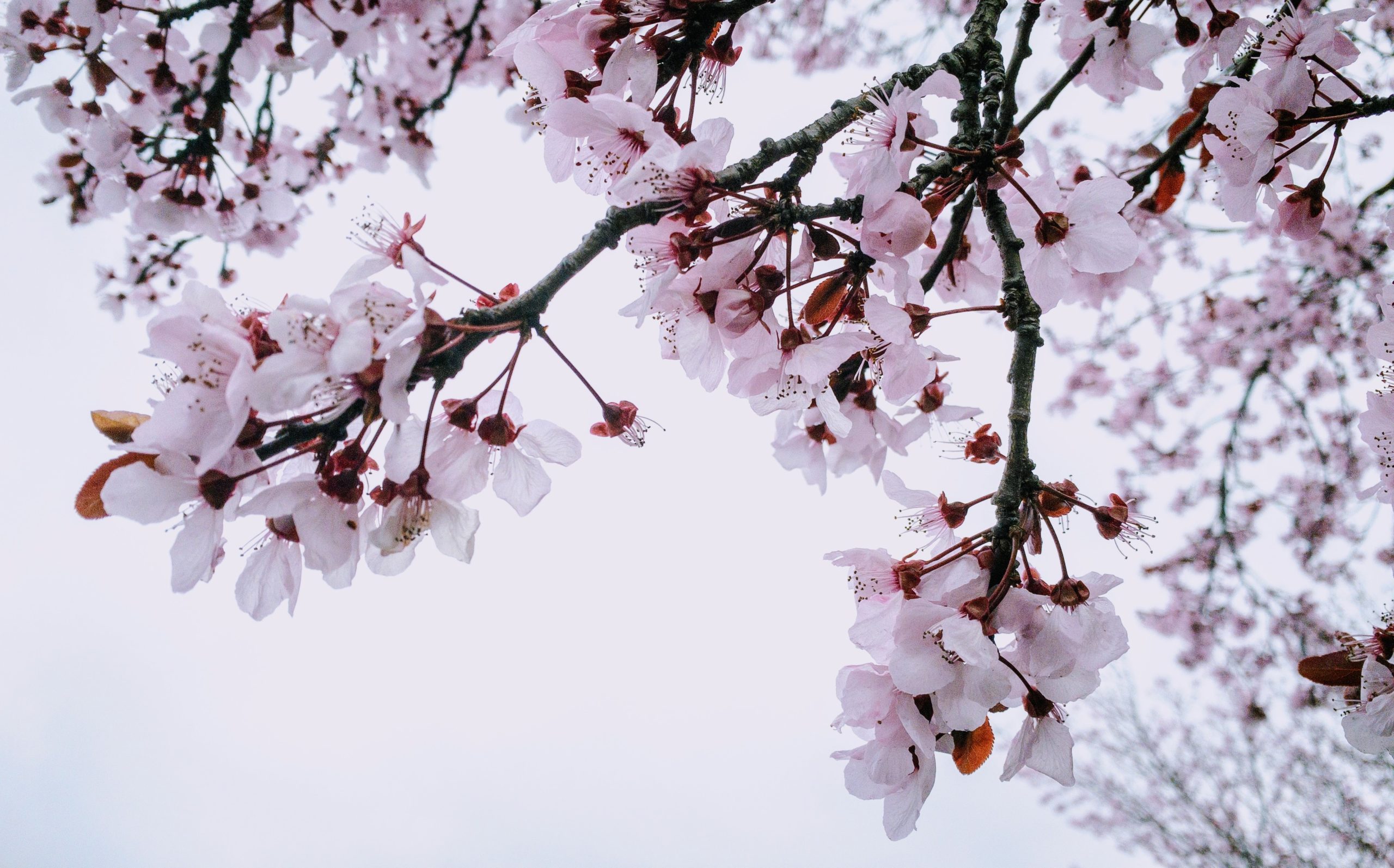 Kirsikankukkia