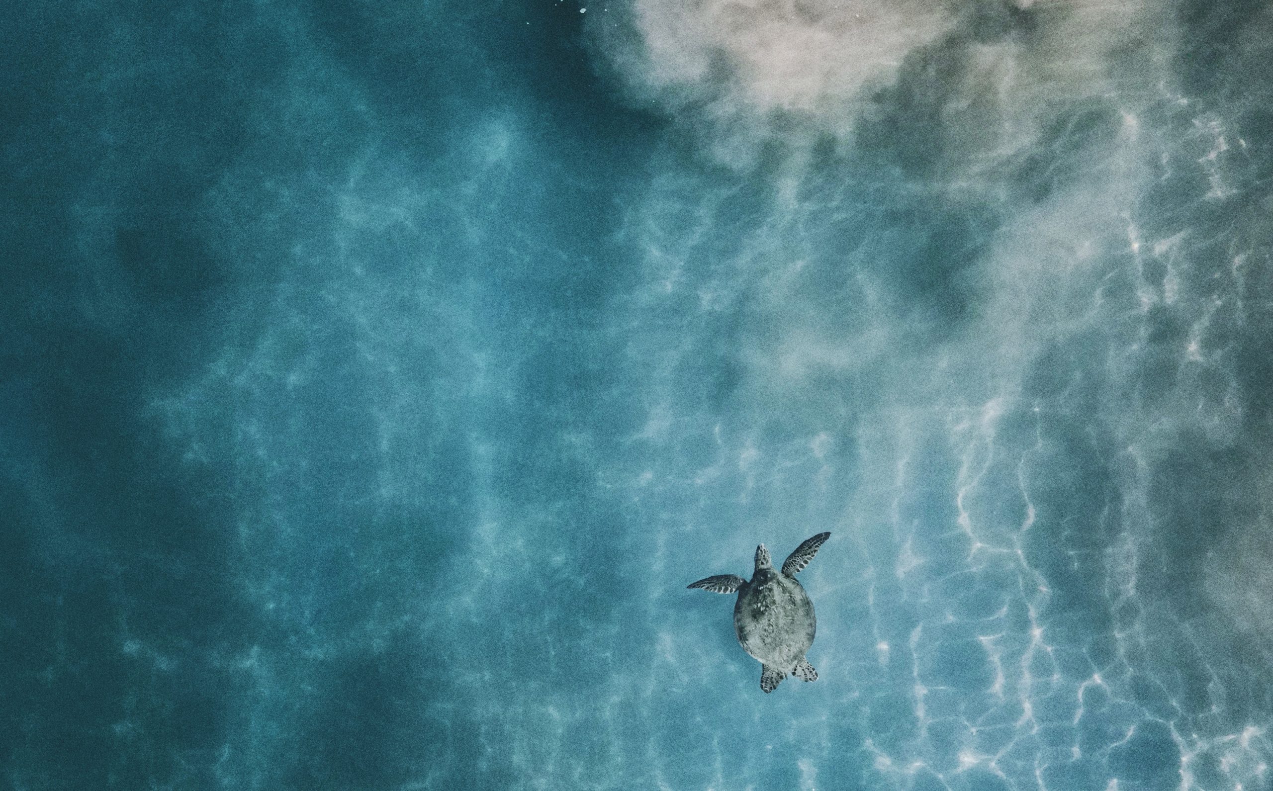 Kilpikonna ui kirkkaassa vedessä.