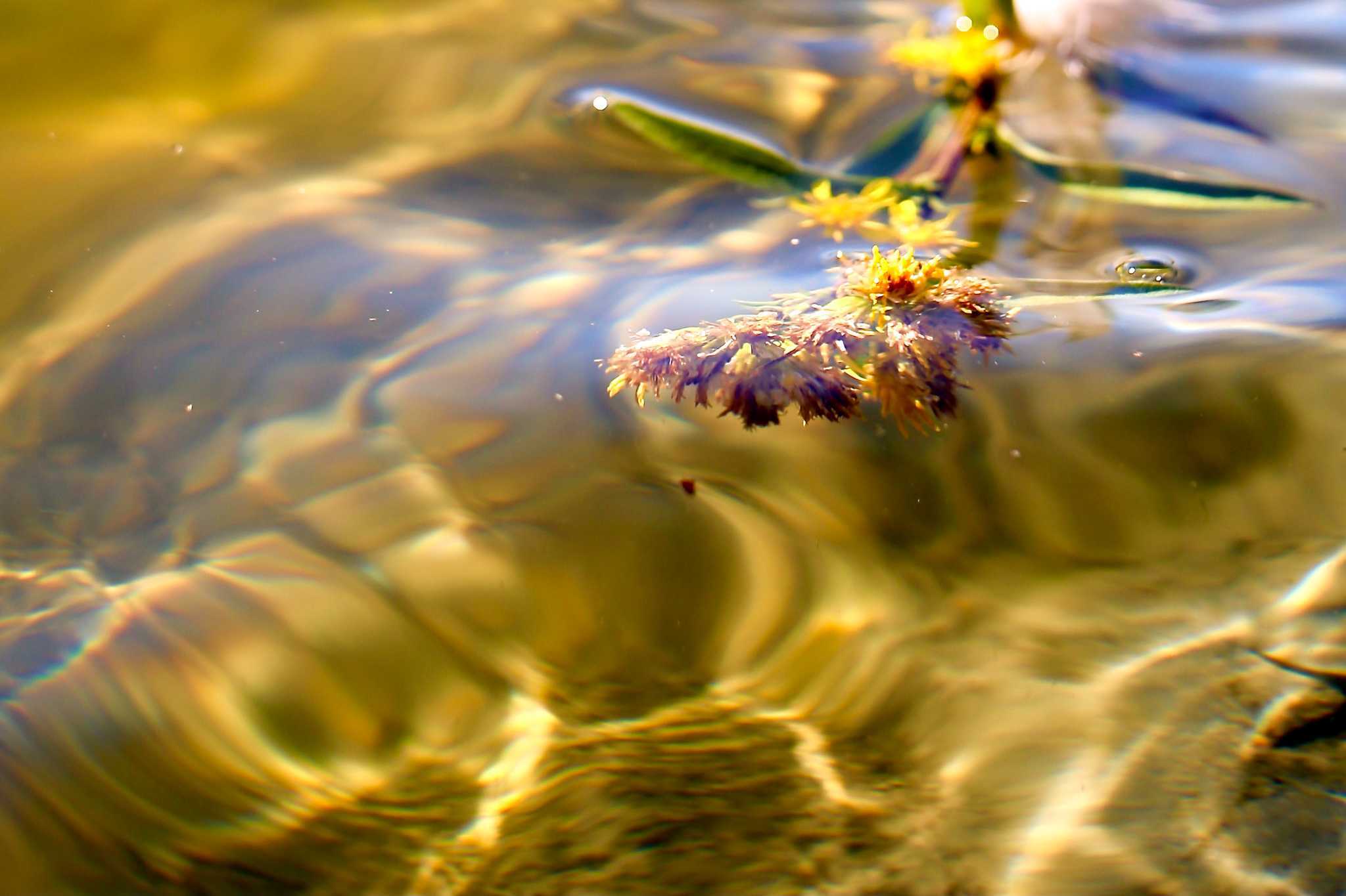Kukkanen vedessä