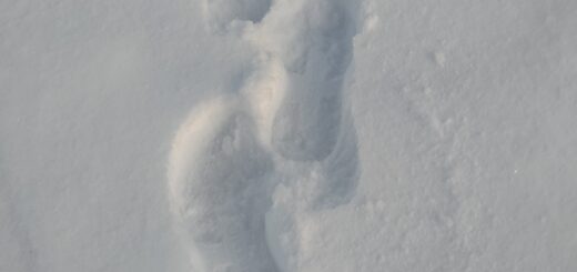 kengänjäljet lumihangessa