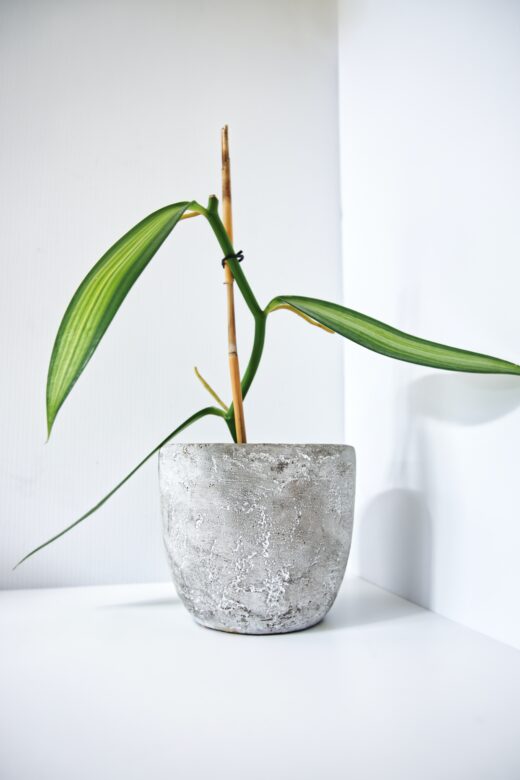 Viherkasvin taimi kiipeää tukikeppiä pitkin.